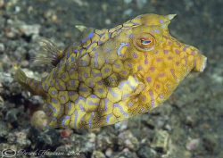 Thorn-back cowfish. Lembeh. D200, 60mm. by Derek Haslam 
